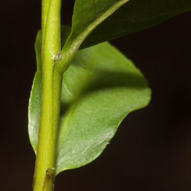 Scytopetalum pierreanum Young stem.