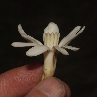 Anthocleista liebrechtsiana Flower.