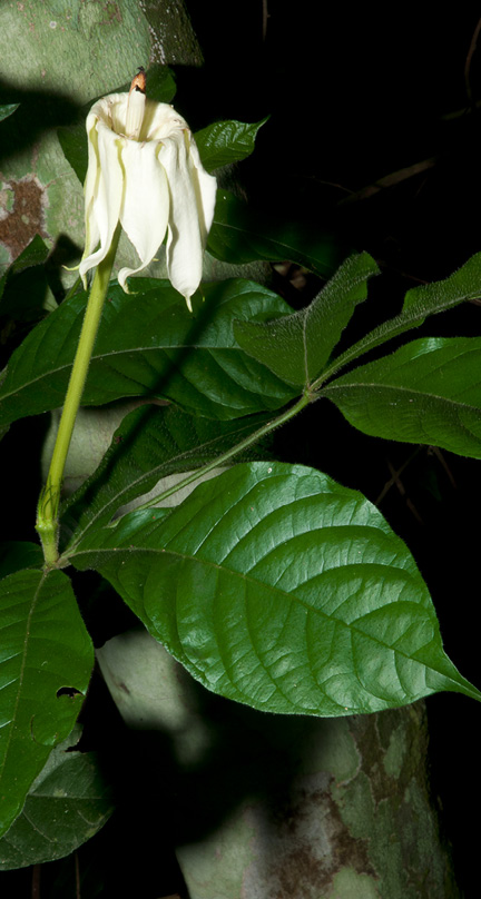 Rothmannia octomera Open flower, slightly wilted, and leaves.