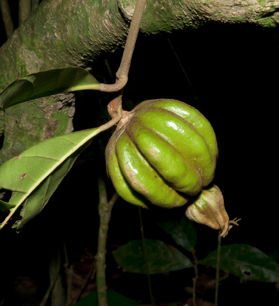 Rothmannia whitfieldii Fruit.