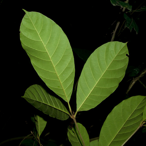 Rothmannia whitfieldii Leaves, lower surface.