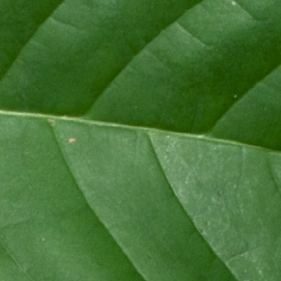 Rothmannia whitfieldii Leaves, upper surface.