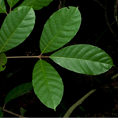 Rothmannia whitfieldii Leaves, upper surface.