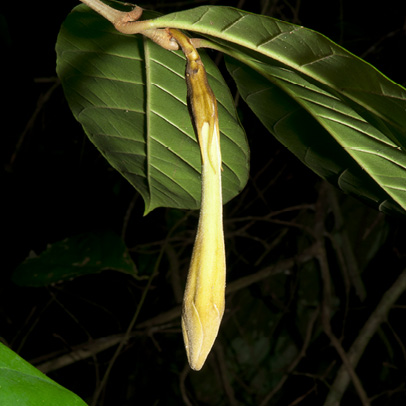 Rothmannia whitfieldii Flower bud.