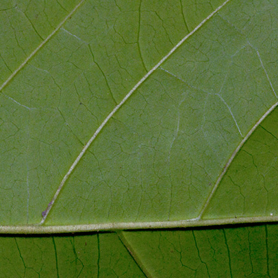 Rothmannia whitfieldii Midrib and venation, leaf lower surface.