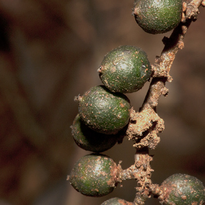 Maesobotrya pynaertii Fruit.