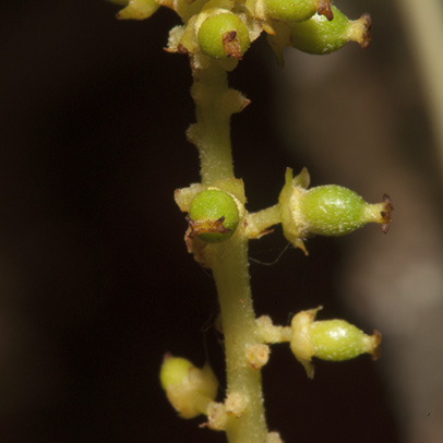 Maesobotrya pynaertii Female flowers.