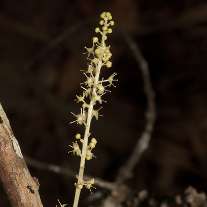 Maesobotrya pynaertii Male flowers.