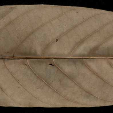 Millettia laurentii Dried leaf, lower surface.