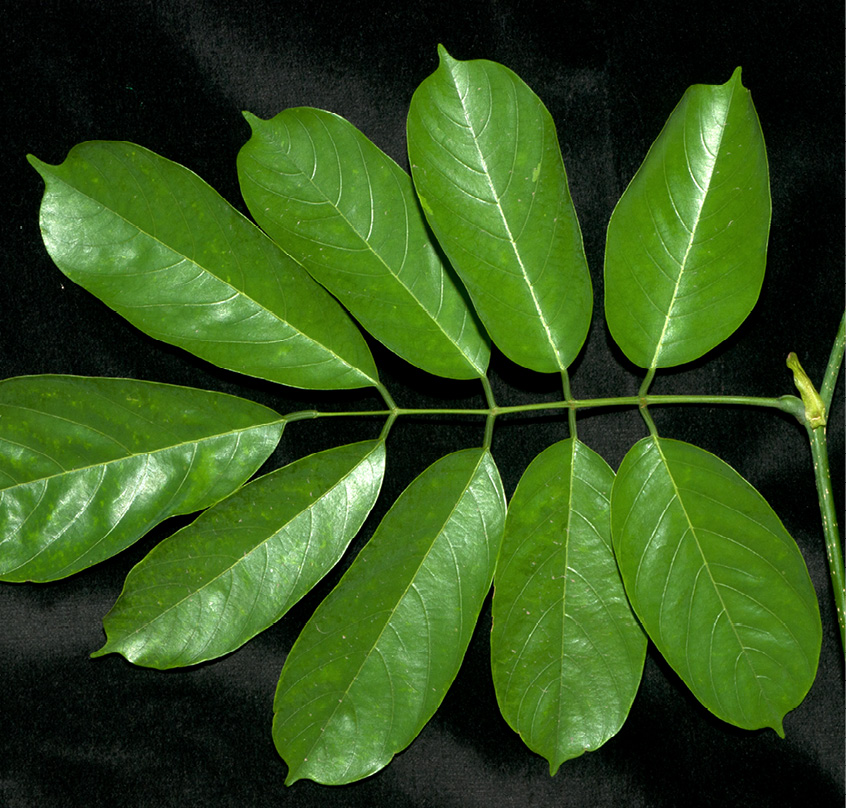 Millettia laurentii New leaf with stipule.