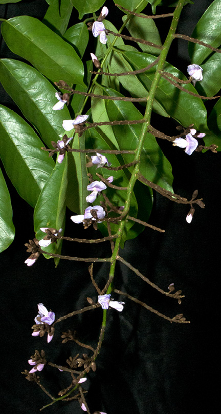 Millettia laurentii Inflorescence.