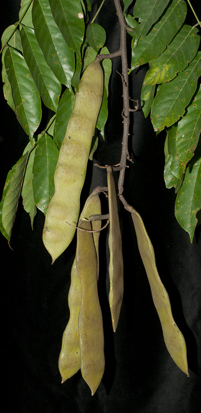 Millettia laurentii Immature fruit.