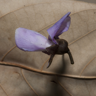 Millettia laurentii Flower against dried leaf.