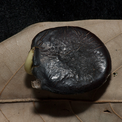 Millettia laurentii Seed.