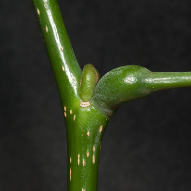 Millettia laurentii Axillary bud and petiole base with stipular scar.