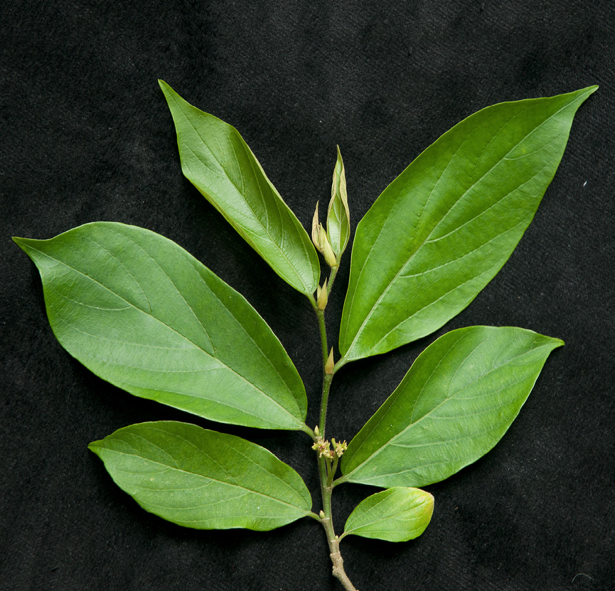 Celtis zenkeri Leafy shoot with flowers.