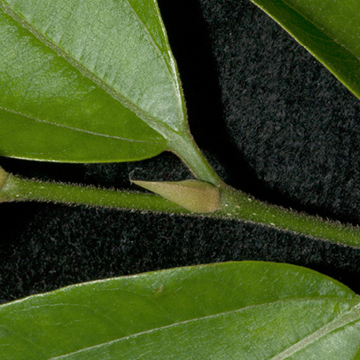 Celtis zenkeri Leaf base, upper surface, petiole and stipule.