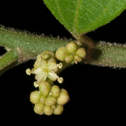 Celtis zenkeri Flowers.