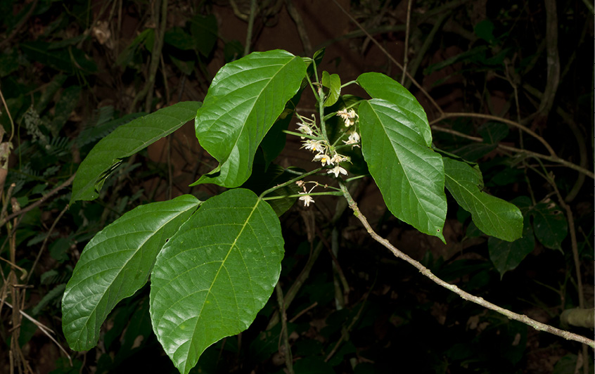 Lindackeria dentata Leafy branch with flowers.