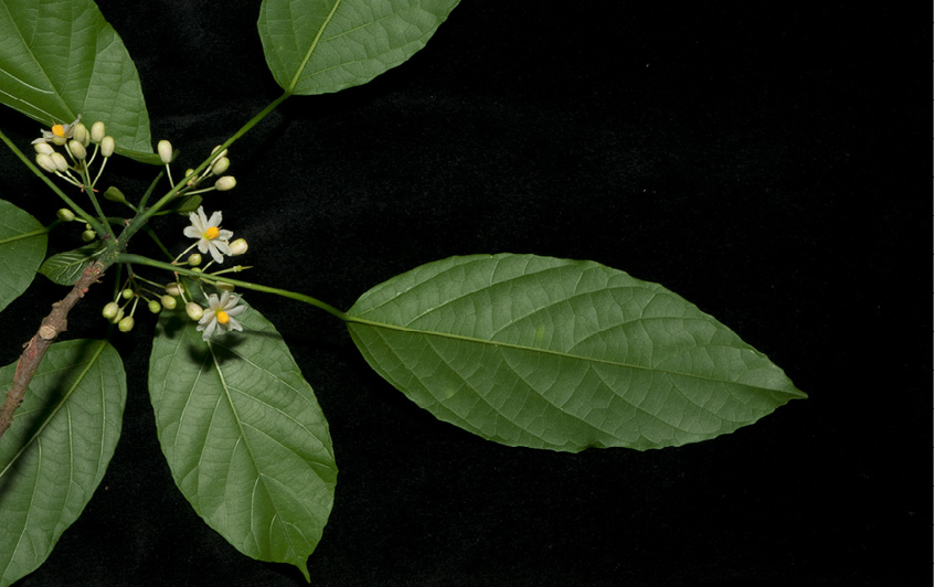 Lindackeria dentata Flowers and leaves, lower surface.