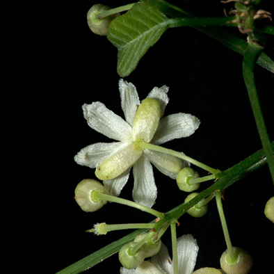 Lindackeria dentata Flower from below.