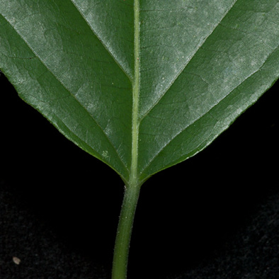 Lindackeria dentata Leaf base, upper surface.