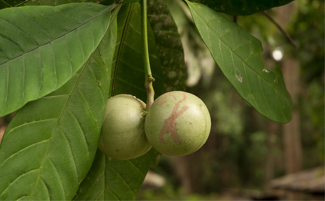 Tabernaemontana crassa Fruit and leaves.