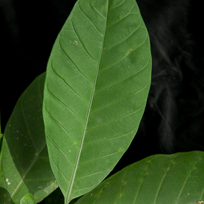 Tabernaemontana crassa Leaf, upper surface.