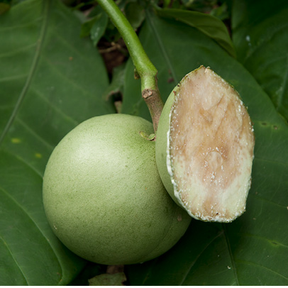 Tabernaemontana crassa Fruit, with one follicle cut open. Tabernaemontana crassa Fruit, with one follicle cut open.