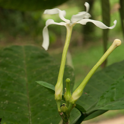 Tabernaemontana crassa Flower and flower bud.