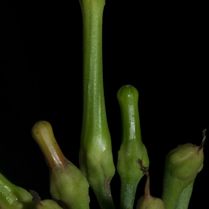 Tabernaemontana crassa Flower buds.