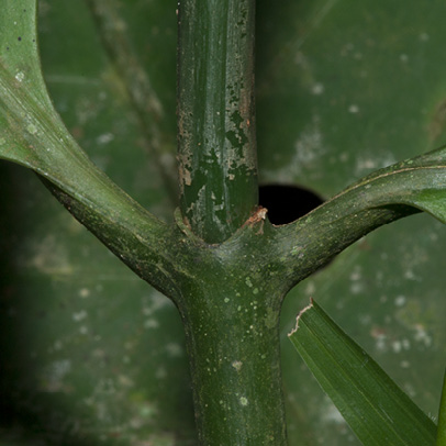 Tabernaemontana crassa Petiole bases. Tabernaemontana crassa Petiole bases.