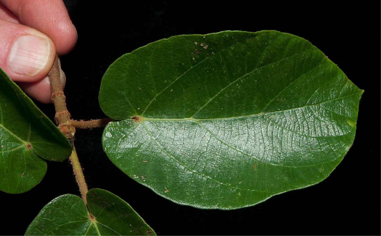 Ficus mucuso Leaf, upper surface.