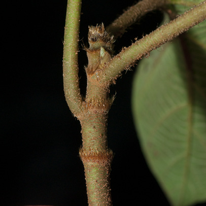 Ficus mucuso Petiole base and ring of hairs on stipular scar.