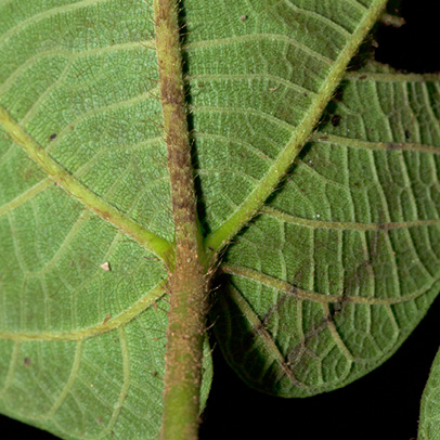 Ficus mucuso Leaf base, lower surface.