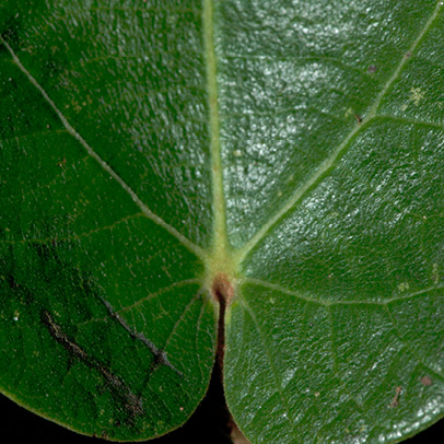 Ficus mucuso Leaf base, upper surface.