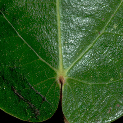 Ficus mucuso | An Introduction to the Trees from the North of the ...