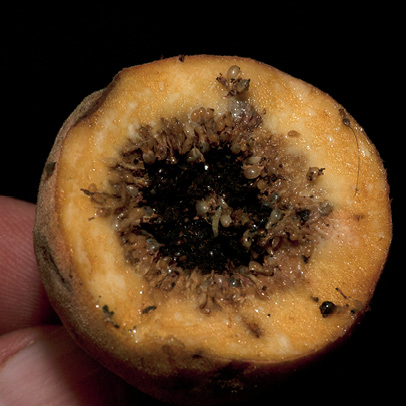 Ficus mucuso Ripe fig cut open.