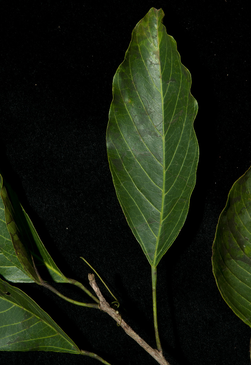 Sterculia oblonga Leaf, lower surface.