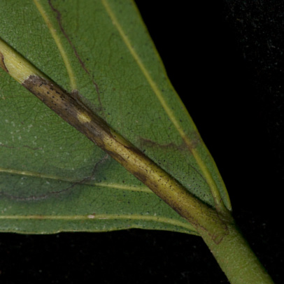 Sterculia oblonga Leaf base, lower surface.