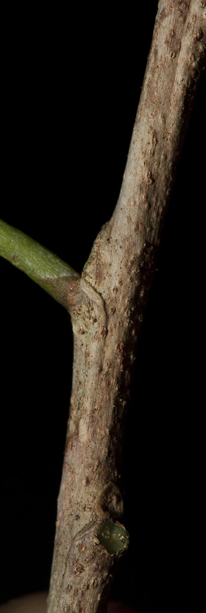 Sterculia oblonga Petiole base and stipular scar. Sterculia oblonga Petiole base and stipular scar.