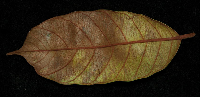 Chrysophyllum beguei Leaf, lower surface.