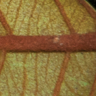 Chrysophyllum beguei Midrib and venation, leaf lower surface.