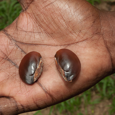 Chrysophyllum beguei Seeds.