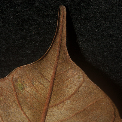 Chrysophyllum beguei Leaf tip, lower surface.