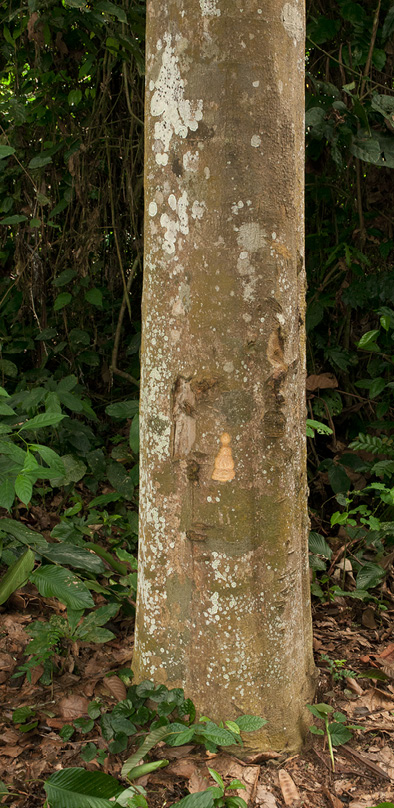 Brenania brieyi Base of trunk.