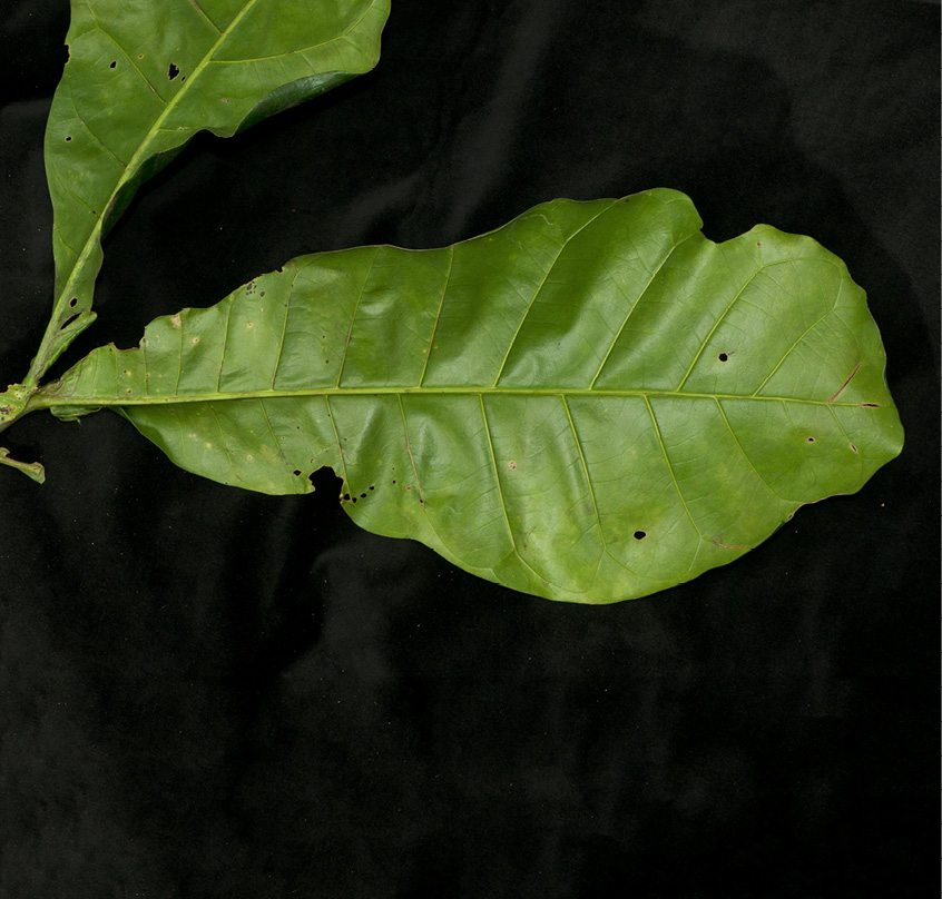 Brenania brieyi Leaf, lower surface.