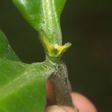 Brenania brieyi Terminal bud.