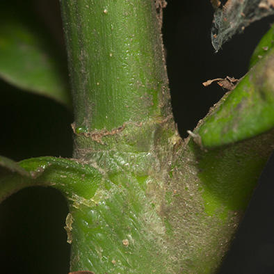 Brenania brieyi Petiole base, and remains of stipule.