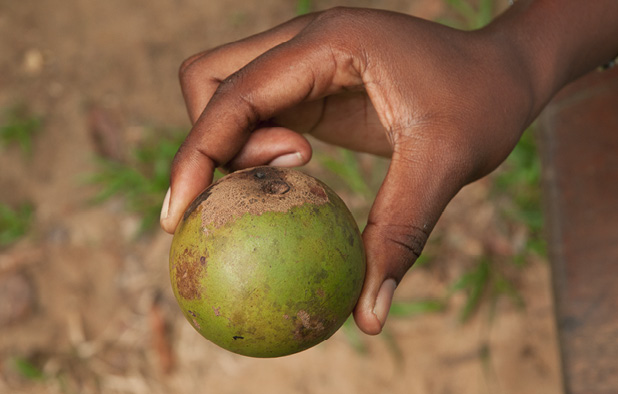 Panda oleosa Whole fruit.